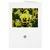 Golden Yellow Pansies, (Back)