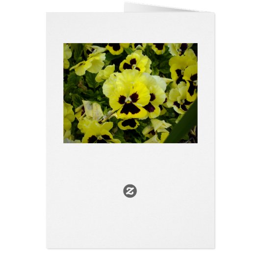 Golden Yellow Pansies, (Back)