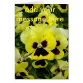 Golden Yellow Pansies, (Front)