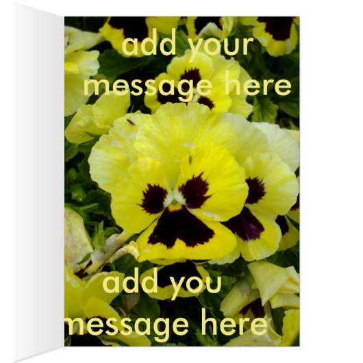 Golden Yellow Pansies, (Inside (Right))