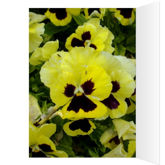 Golden Yellow Pansies On Bush, (Inside (Left))