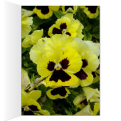 Golden Yellow Pansies On Bush, (Inside (Right))