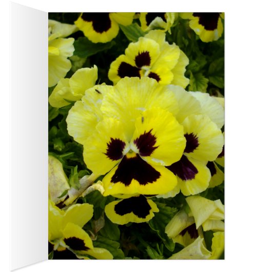 Golden Yellow Pansies On Bush, (Inside (Right))