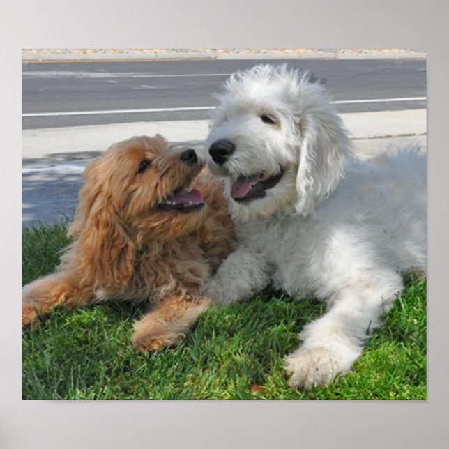 Goldendoodle and labradoodle friends poster (Front)