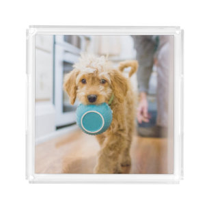 Goldendoodle Carrying Dinner Bowl Acrylic Tray