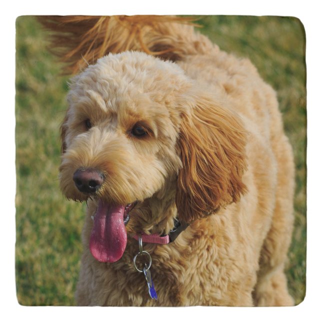 Goldendoodle Dog Photo Trivet (Front)