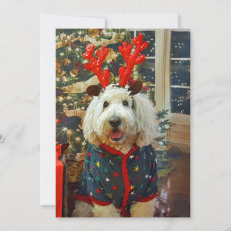 Goldendoodle home for the holidays holiday card