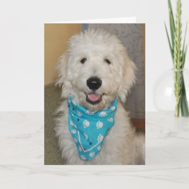 Goldendoodle in blue bandanna card (Front)