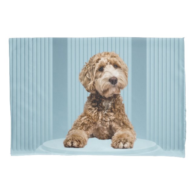 Goldendoodle Laying on Minimal Pastel Blue Podium Pillow Case (Front)