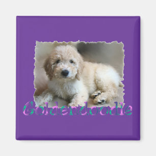 Goldendoodle Lovers Gifts Magnet