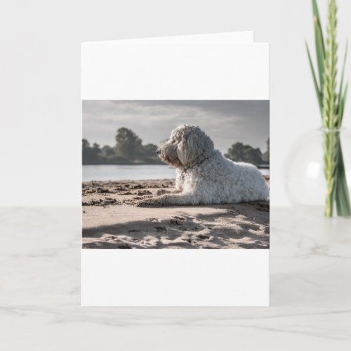 goldendoodle on beach card