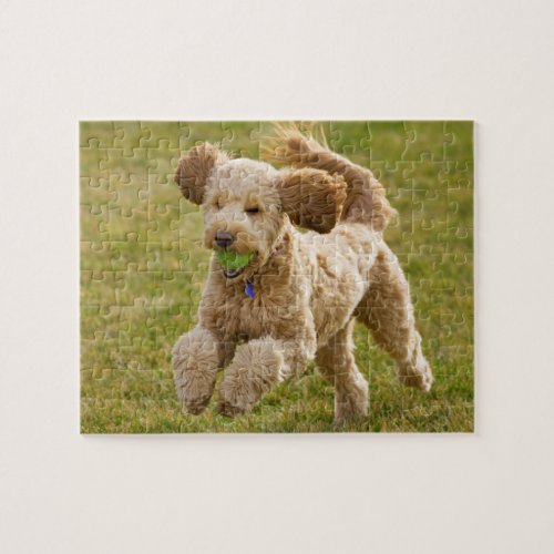 Goldendoodle Playing Fetch Jigsaw Puzzle