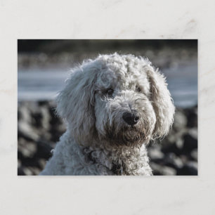 goldendoodle postcard