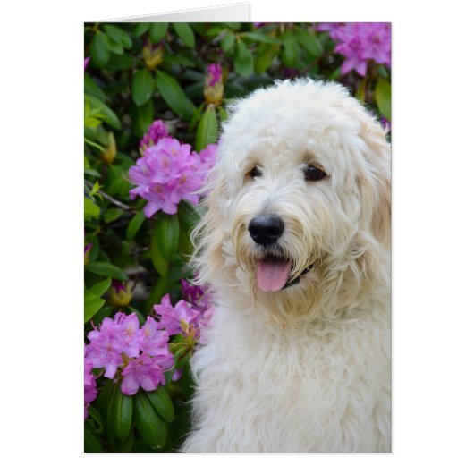 Goldendoodle Pup Cards (Front)