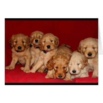 Goldendoodle Puppy All Occasion Card by MortOriginals at Zazzle