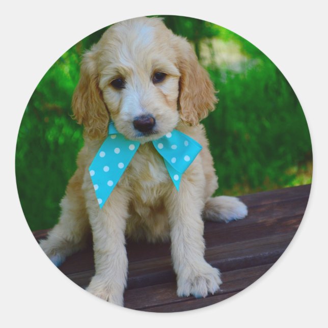 goldendoodle puppy classic round sticker (Front)