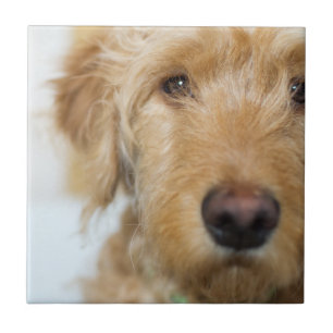 Goldendoodle Puppy Closeup Ceramic Tile
