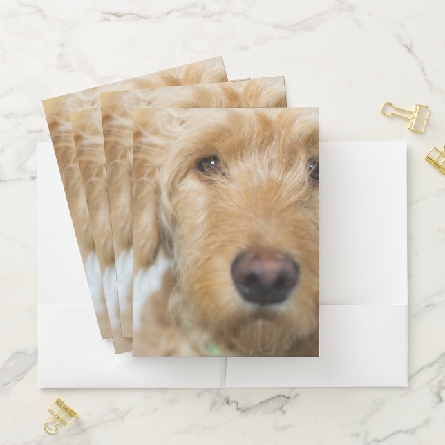 Goldendoodle Puppy Closeup Pocket Folder (In Situ)