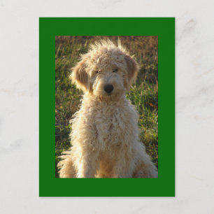 Goldendoodle Puppy Dog Blank Green Postcard