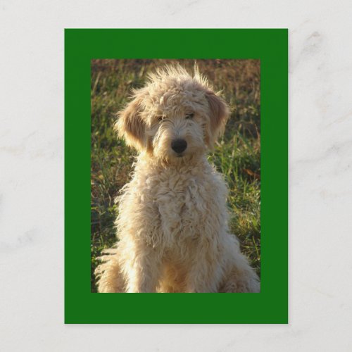 Goldendoodle Puppy Dog Blank Green Postcard