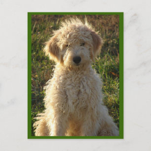 Goldendoodle Puppy Dog Blank Greeting Postcard