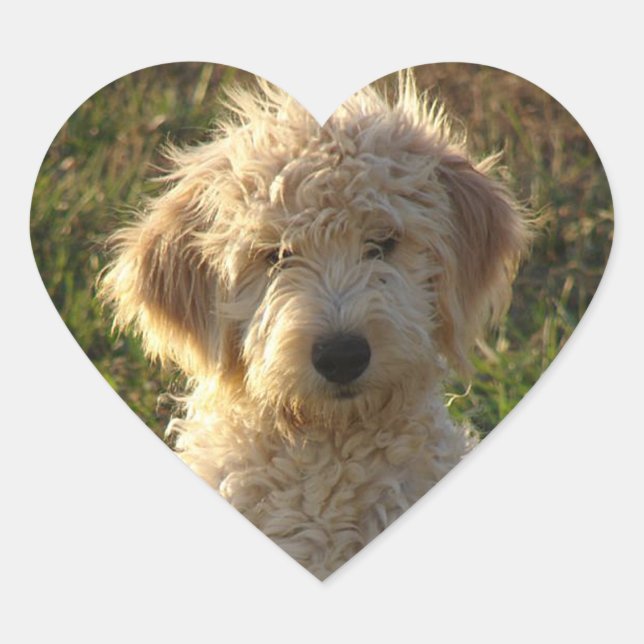 Goldendoodle Puppy Dog Greeting Sticker / Label (Front)