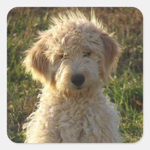 mini goldendoodle accessories