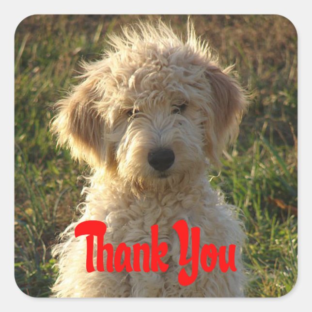 Goldendoodle Puppy Dog Thank You Sticker / Label (Front)