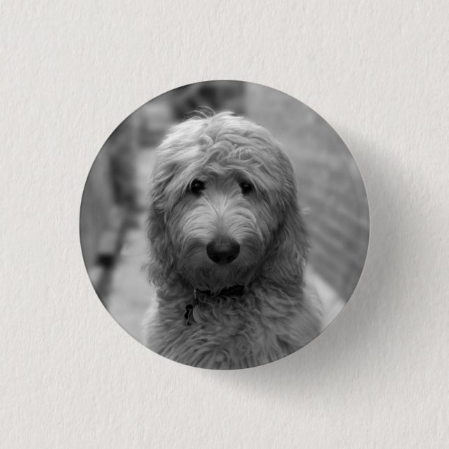 Goldendoodle Puppy In Backyard Button (Front)