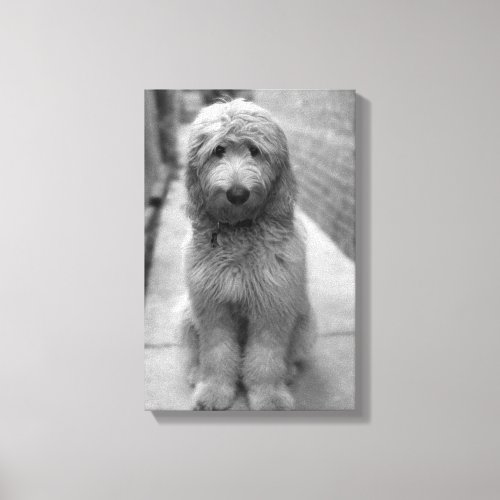 Goldendoodle Puppy In Backyard Canvas Print