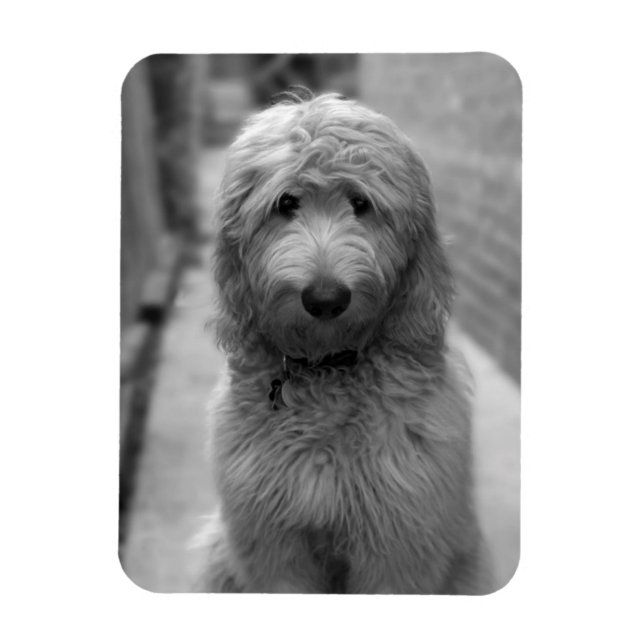 Goldendoodle Puppy In Backyard Magnet (Vertical)