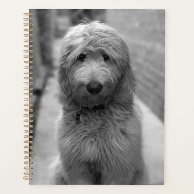 Goldendoodle Puppy In Backyard Planner (Front)