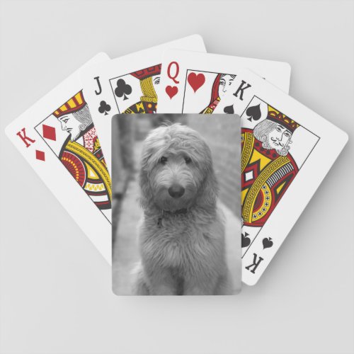 Goldendoodle Puppy In Backyard Playing Cards