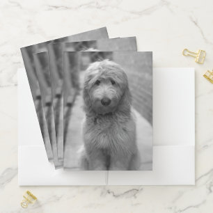 Goldendoodle Puppy In Backyard Pocket Folder