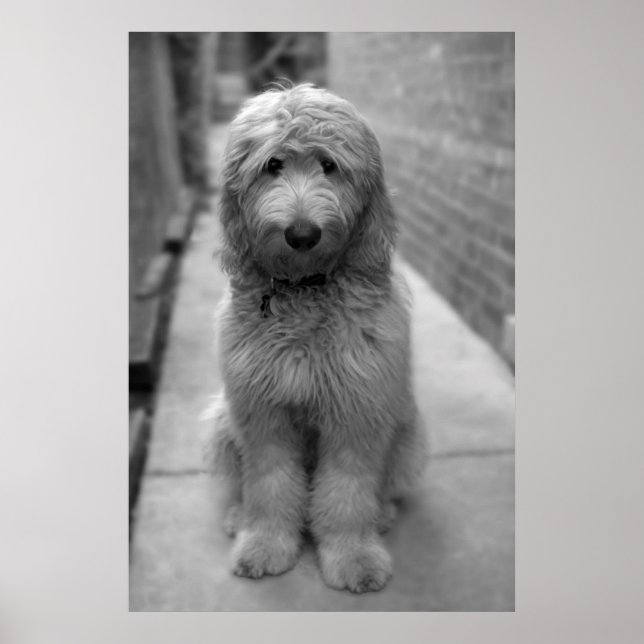 Goldendoodle Puppy In Backyard Poster (Front)