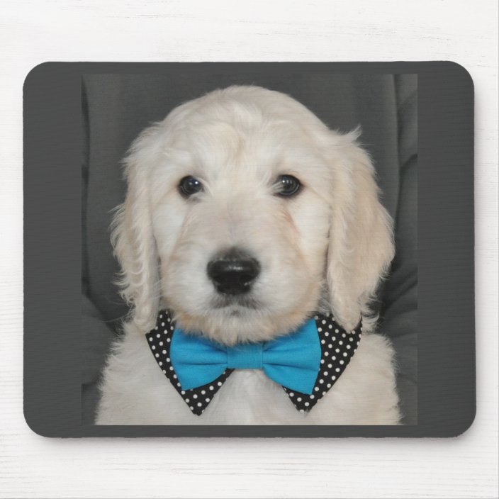 goldendoodle bow tie