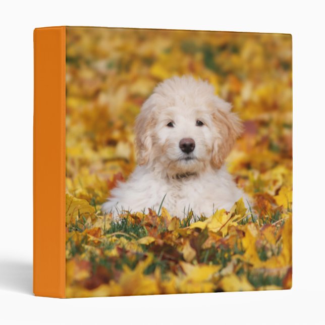 Goldendoodle Puppy In Fall Leaves 3 Ring Binder (Front/Spine)
