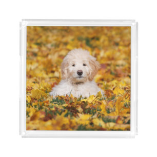 Goldendoodle Puppy In Fall Leaves Acrylic Tray