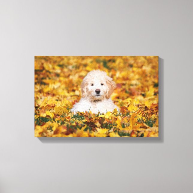 Goldendoodle Puppy In Fall Leaves Canvas Print (Front)