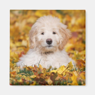 Goldendoodle Puppy In Fall Leaves Magnet