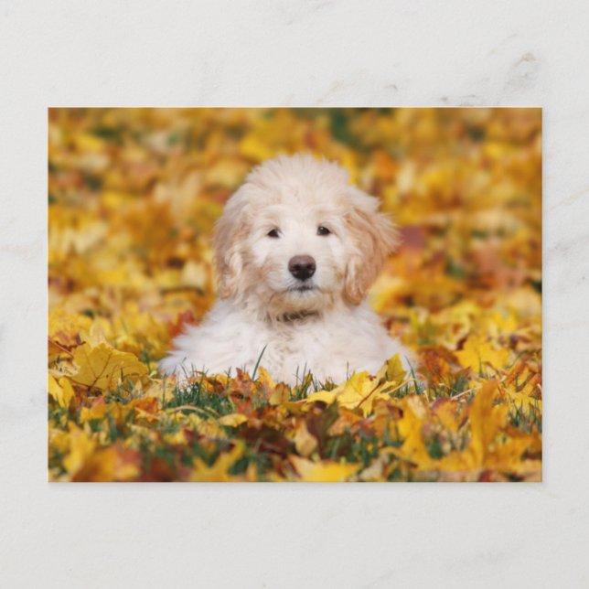Goldendoodle Puppy In Fall Leaves Postcard (Front)
