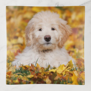 Goldendoodle Puppy In Fall Leaves Trinket Tray