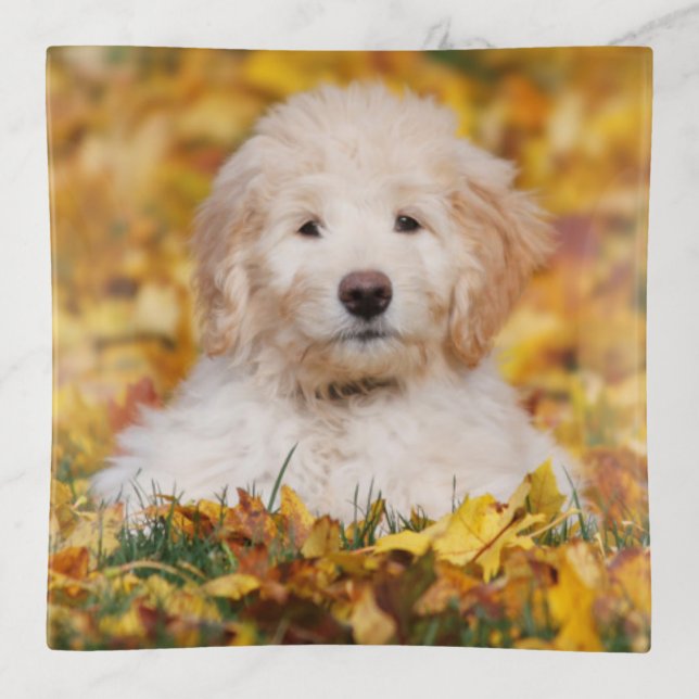 Goldendoodle Puppy In Fall Leaves Trinket Tray (Front)
