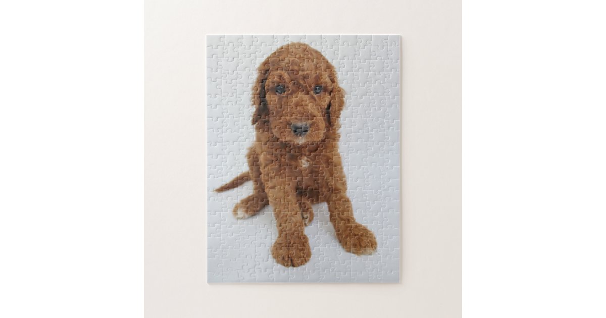 Goldendoodle puppy jigsaw puzzle | Zazzle.com