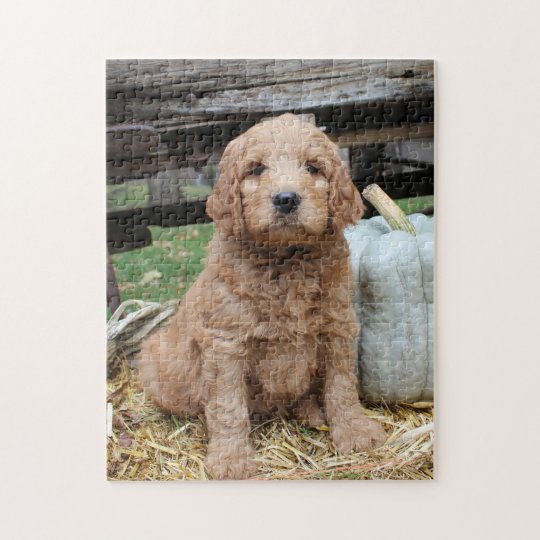 Goldendoodle Puppy Jigsaw Puzzle