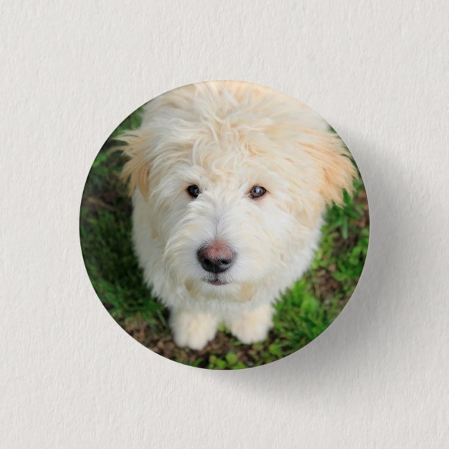Goldendoodle Puppy Looking At Camera Button (Front)