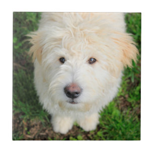 Goldendoodle Puppy Looking At Camera Ceramic Tile