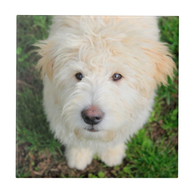 Goldendoodle Puppy Looking At Camera Ceramic Tile (Front)