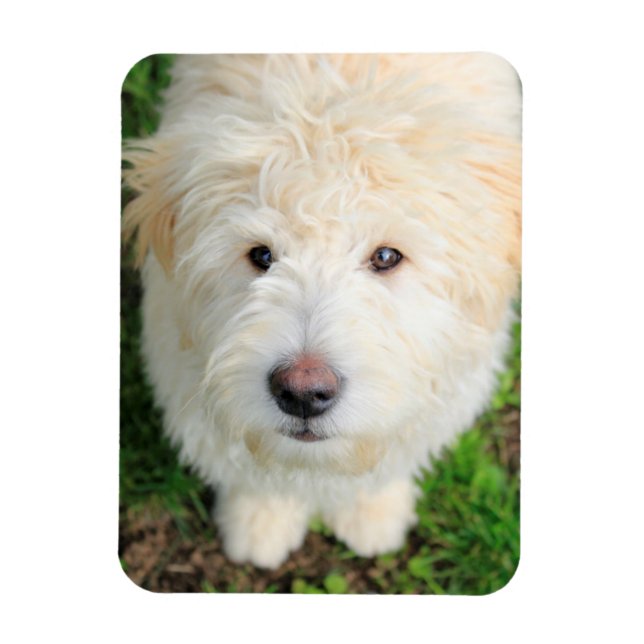 Goldendoodle Puppy Looking At Camera Magnet (Vertical)