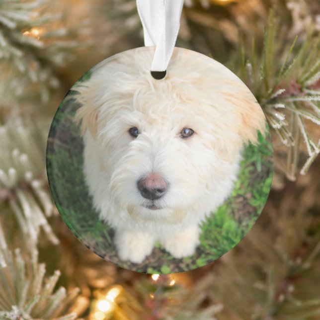 Goldendoodle Puppy Looking At Camera Ornament (Tree)